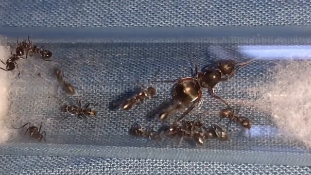 Serviformica sp (2) #4 [25/08/2021] смотреть онлайн