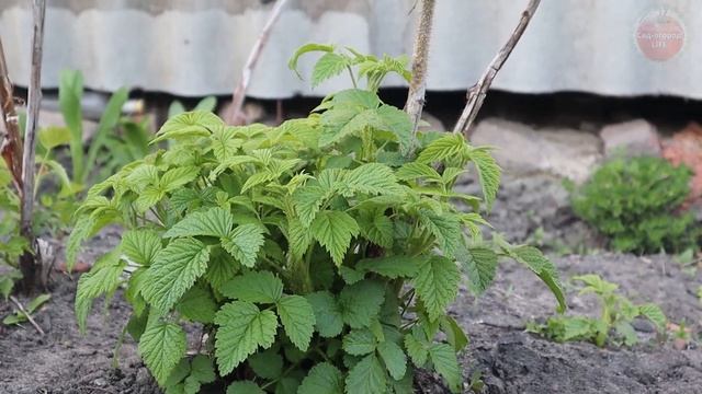Малины будет пропасть! Подкормите этим малинник весной в апреле в качестве первой подкормки. смотреть онлайн