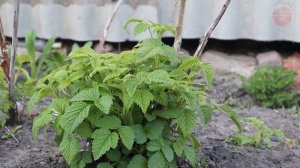 Малины будет пропасть! Подкормите этим малинник весной в апреле в качестве первой подкормки.