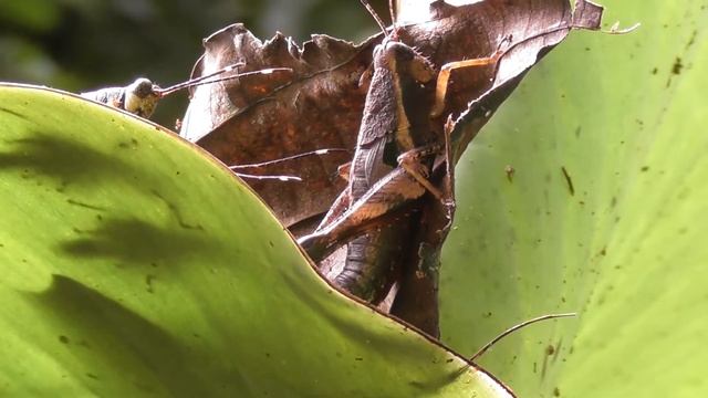 バッタの求愛行動その２【Thailand】 смотреть онлайн