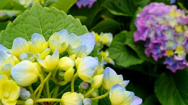 [꽃사랑143] 산수국 & 수국. 눈을 뗄 수 없는 아름다움 | Mountain hydrangea & Bigleaf hydrangea смотреть онлайн
