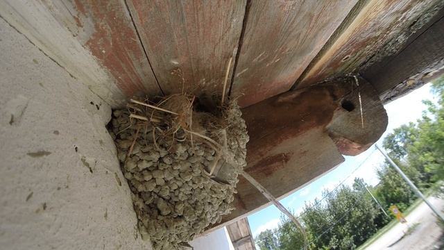 Воробей домовый 150730 2 Магазин 150805 9 смотреть онлайн