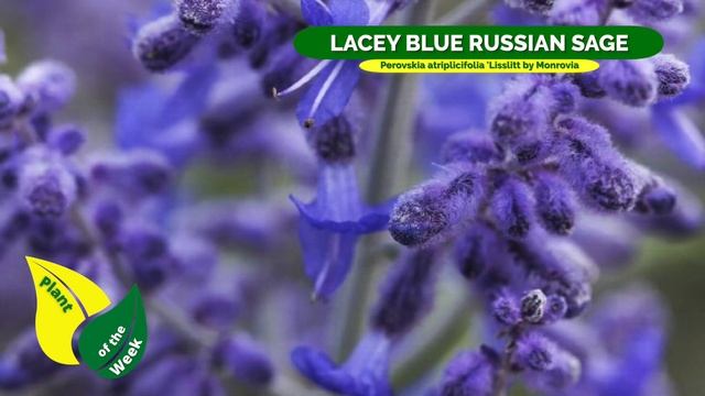 LACEY BLUE RUSSIAN SAGE | Perovskia Atriplicifolia 'Lisslitt By Monrovia