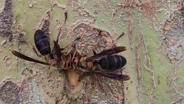 黑腹虎頭蜂 Vespa basalis смотреть онлайн