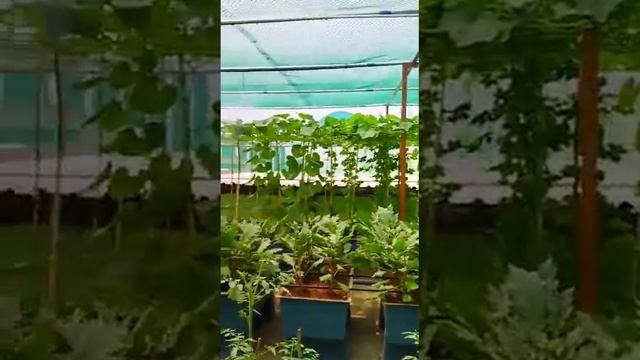 Hi-tech Drip Box | smart terrace garden смотреть онлайн