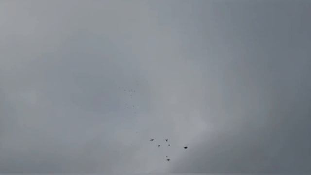 🕊️🌲НИКОЛАЕВСКИЕ ГОЛУБИ 🕊️🌲 ВСЕХ С НАСТУПАЮЩИМИ ПРАЗДНИКАМИ " смотреть онлайн