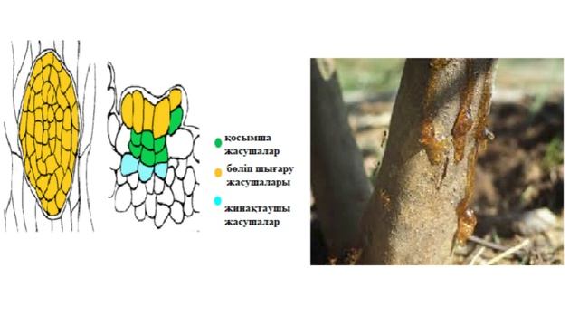 Бөліп шығарушы ұлпа#бездітрихома#нектар#гидатодтар#сүтжолдары #схизгендік#шизогендік#гутация#эпитем