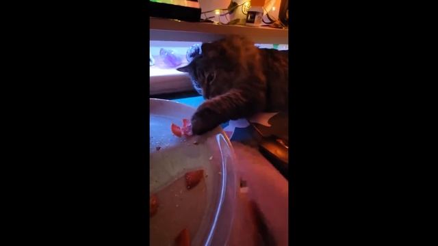 Забавные кошки 2025 [#3]