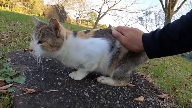 ライバル関係！？モフモフの三毛猫と短毛の三毛猫 смотреть онлайн