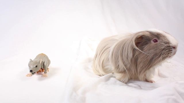 Generations Rattrap Review Outtakes with Odin the Allfather RIP смотреть онлайн