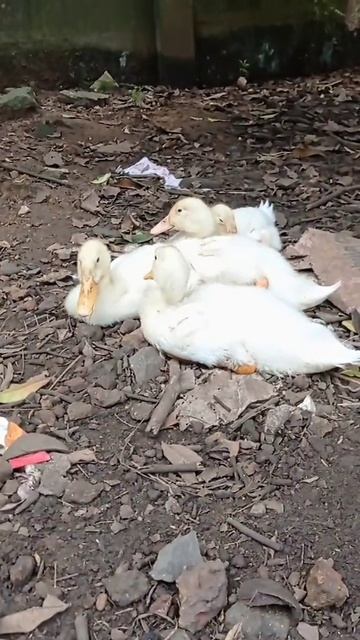 White Ducklings || Chickiehens || смотреть онлайн