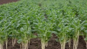 Как и зачем прививать на зиму плодовые деревья преимущества прививки - Деревья