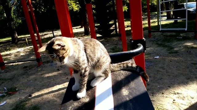 Шустрик и друзья, Рыжик на тренажерах, всех зовем, Shustrik, yard cats, Светлана Копылова, Киев смотреть онлайн