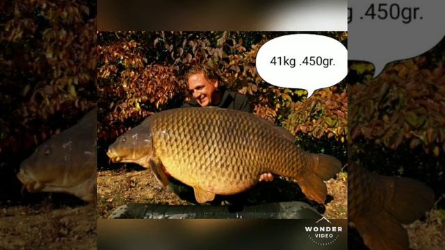 Трофейные карпы . Тrophy carps .Кapry na trofeje. смотреть онлайн