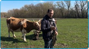 ВСЁ ТАКИ ПРОДАЛИ КОРОВУ И НА ЭТОМ НЕ ОСТАНОВИМСЯ, ДЕРЕВЕНСКАЯ ЖИЗНЬ В КУРСКОЙ ДЕРЕВНЕ