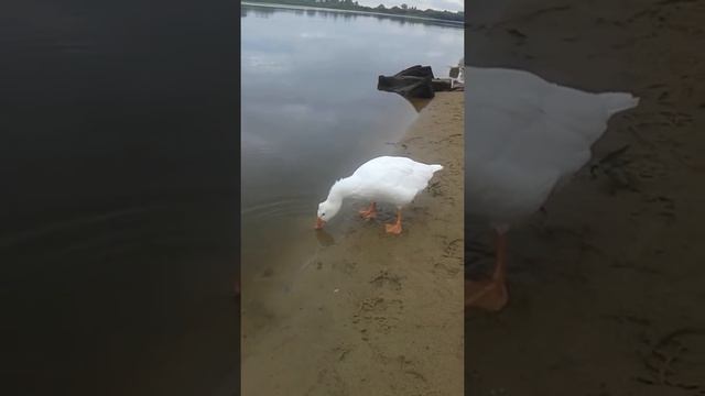 Полудикая гусыня Жуля. Уже два года живёт на берегу смотреть онлайн