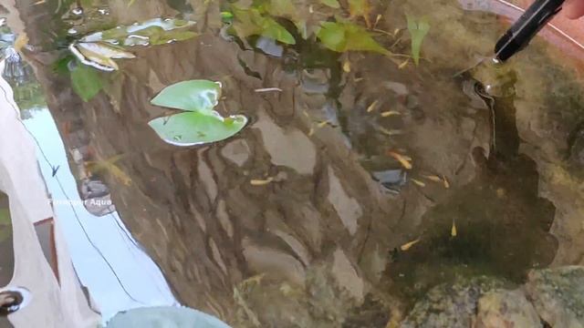 Water Lily Pond || Update смотреть онлайн
