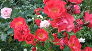 Небольшая коллекция Мускусных роз. (Видео из архива)