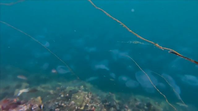 Maneter I Store Lungegårdsvann смотреть онлайн