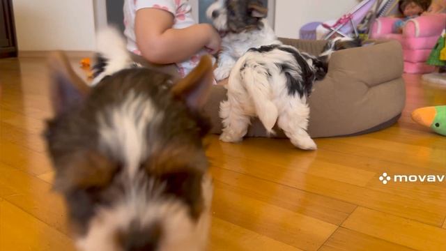 Щенки Бивер Йорк смотреть онлайн