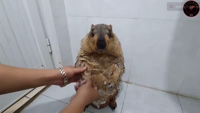 Суслик моется🗿🗿🗿🤫