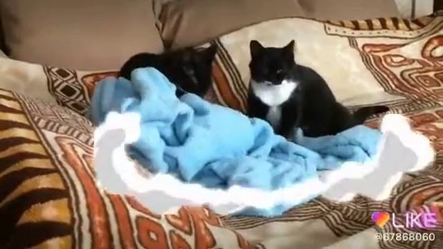 Любимое занятие моих кошек смотреть онлайн