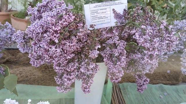 Сирень в Аптекарском огороде смотреть онлайн