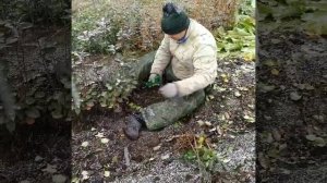 подвой Урал 5. уборка урожая.