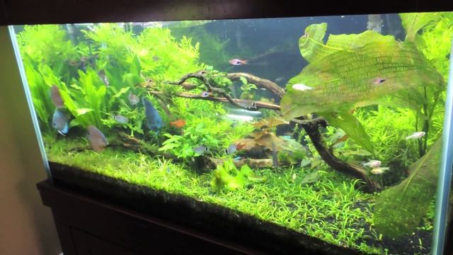 120 Discus Community Tank [1080P] смотреть онлайн