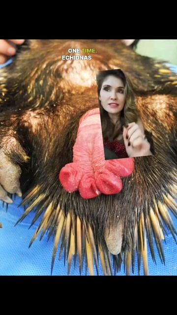 Behold! The Four-Headed Echidna Ding Dong #scicomm #sexeducation #echidna смотреть онлайн