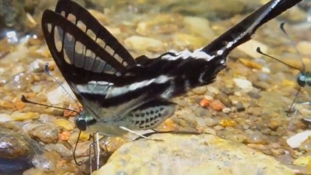 White Dragontail butterfly - Lamproptera curius смотреть онлайн