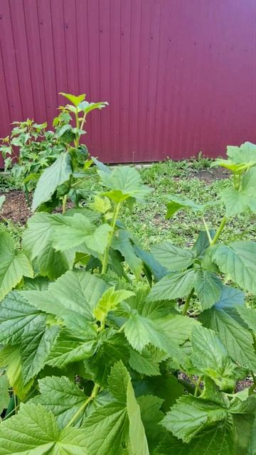 Скрутились концы на смородине, что дальше? #shorts #сад #garden #дача смотреть онлайн