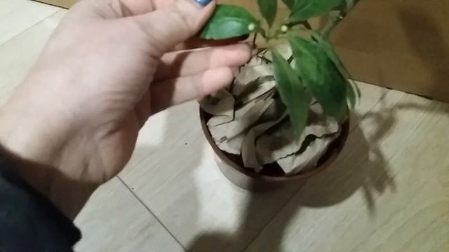 Отримала домашній лимон. смотреть онлайн