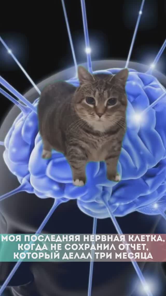 🤯🧠 #excelобучение #excel #exceltutorial #mems #юмор #oiiaiouiiiai #кот смотреть онлайн