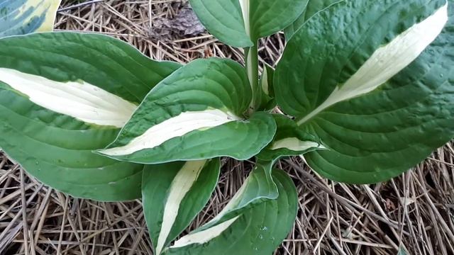 Хоста смотреть онлайн