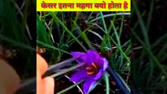 केसर इतना महंगा क्यों होता है | Why Is Saffron So Expensive  | Most Amazing Facts | #shorts