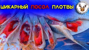 Вяленая плотва Как вкусно засолить плотву На голодный желудок не смотреть