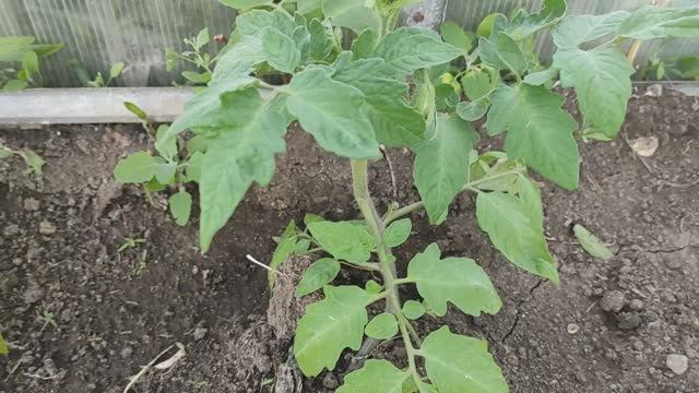 Помидоры в теплице через 2 недели после посадки #помидоры #овощи #теплица смотреть онлайн