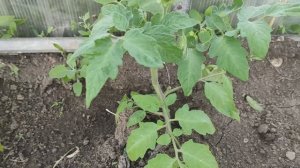 Помидоры в теплице через 2 недели после посадки #помидоры #овощи #теплица