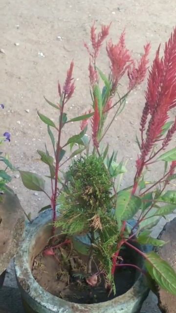 ❤❤❤❤ #best #camera #real #flowers #trending #nature #plant #flower #plants смотреть онлайн