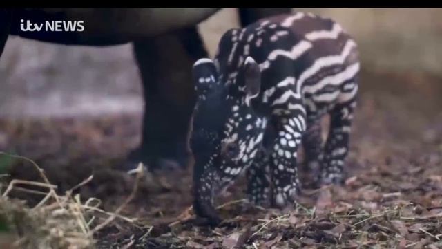 Chester Zoo celebrates birth of endangered Malayan tapir смотреть онлайн