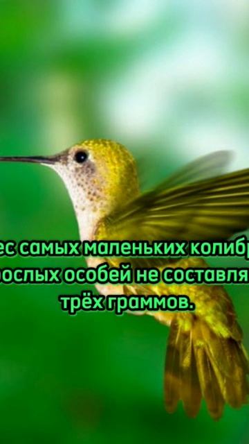 #колибри