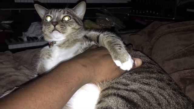 Kris Nicholson’s Cat does not want to move in the morning EVIL CAT 🤣🤣🤣🤣 смотреть онлайн