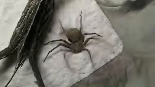 Паук и кокс))) смотреть онлайн