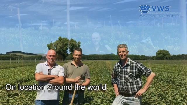 Lilium process смотреть онлайн