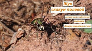Зелёный глазастый "зубастый" - жук скакун полевой. Любитель муравьев и мух