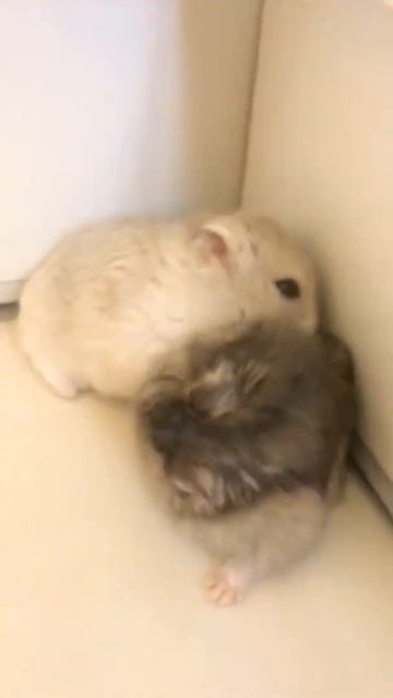 Это Мои Хомяки. Ждите сними видео смотреть онлайн