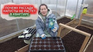 ОТ ХИЛОЙ РАССАДЫ КАПУСТЫ ДО КРЕПКИХ КОЧАНОВ - УЧИМСЯ СЕЯТЬ КАПУСТУ ПРАВИЛЬНО!