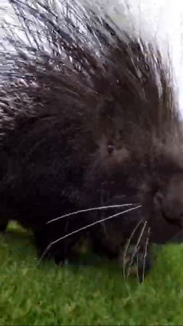 Поркупин смотреть онлайн