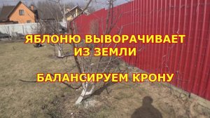 Яблоню выворачивает из земли. Балансируем крону
